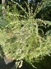 Artemisia vulgaris