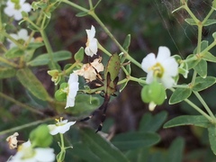 Chariesterus antennator