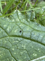 Microtechnites bractatus