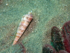 Terebra