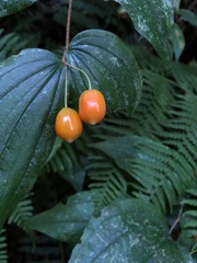 Prosartes smithii