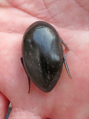 Hydrophilus ovatus