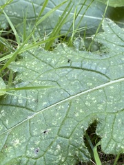 Microtechnites bractatus