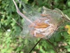 Saucrobotys futilalis