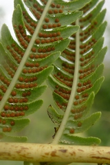 Cyathea lunulata