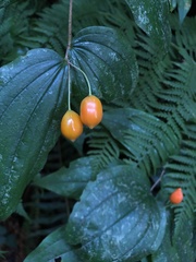 Prosartes smithii