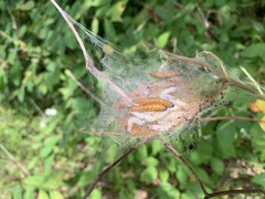 Saucrobotys futilalis