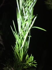 Macynia labiata
