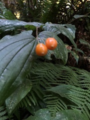 Prosartes smithii
