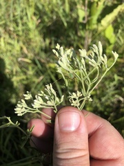 Eupatorium torreyanum