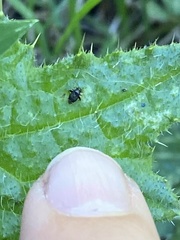 Microtechnites bractatus