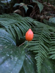 Prosartes smithii