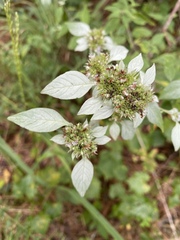 Pycnanthemum albescens