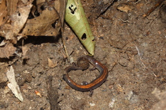 Plethodon cinereus