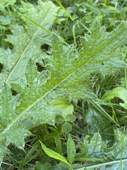 Microtechnites bractatus