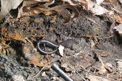 Plethodon cinereus