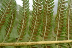 Cyathea lunulata