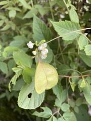 Cardiospermum halicacabum