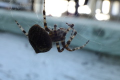 Araneus gemmoides