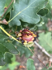 Andricus quercuscalicis