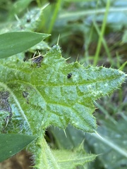 Microtechnites bractatus