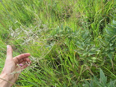 Desmodium illinoense