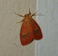 Miltochrista expressa