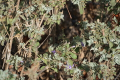 Barleria spinulosa