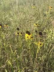 Rudbeckia missouriensis