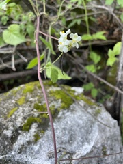 Cardiospermum halicacabum