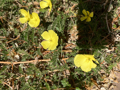 Tribulus