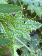 Microtechnites bractatus