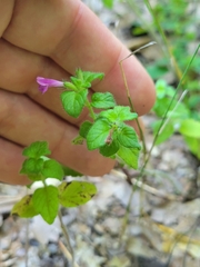 Clinopodium vulgare