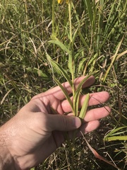 Rudbeckia missouriensis