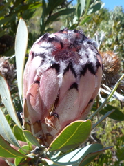 Protea laurifolia