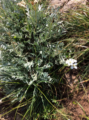 Achillea clavennae
