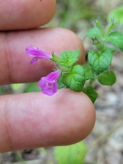 Clinopodium vulgare