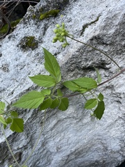 Cardiospermum halicacabum
