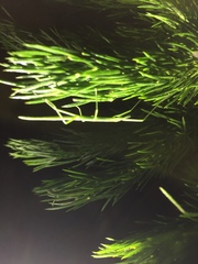 Macynia labiata