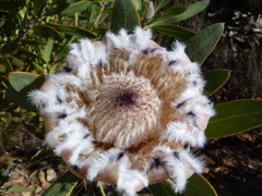 Protea laurifolia