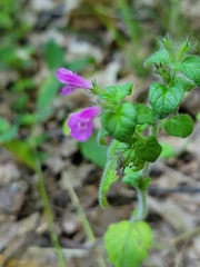 Clinopodium vulgare