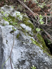 Cardiospermum halicacabum