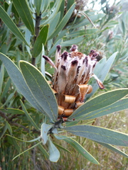 Protea laurifolia
