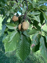 Aesculus