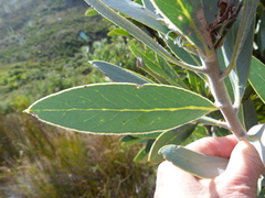 Protea laurifolia