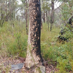 Corymbia eximia