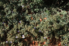 Barleria spinulosa