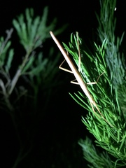 Macynia labiata