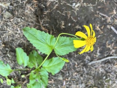 Arnica cordifolia