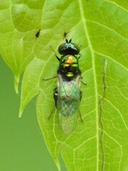 Microchrysa polita